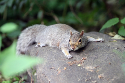 2008-Juni-NewYork-0709-ebv