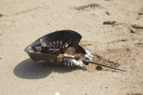 2016-Boston-048FullHD