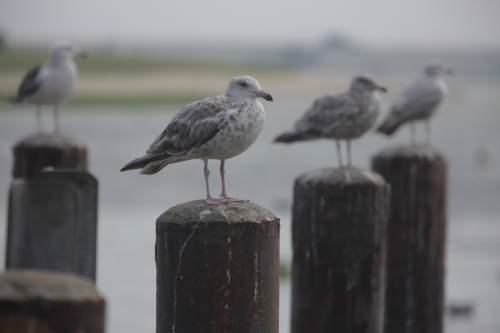 2016-Boston-176FullHD