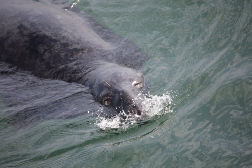 2016-Boston-195FullHD