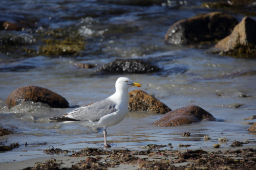 2016-Boston-300FullHD