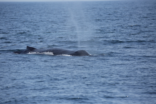 2016-Boston-428FullHD