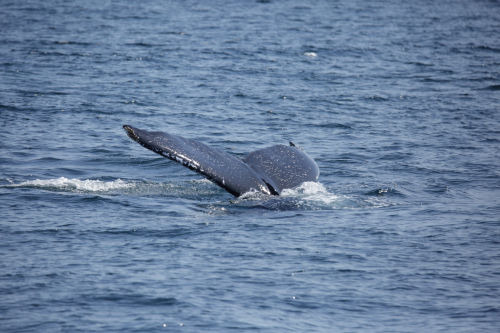 2016-Boston-432FullHD