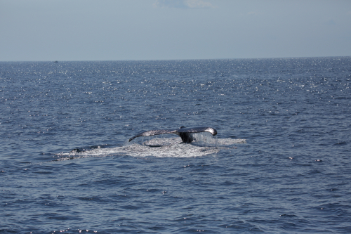 2016-Boston-454FullHD