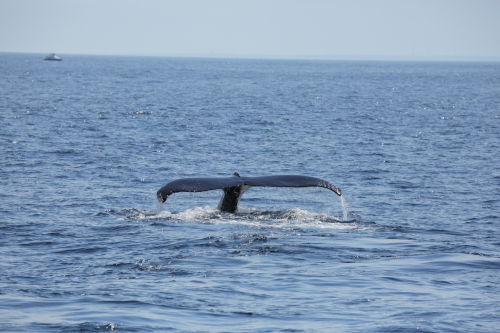 2016-Boston-478FullHD