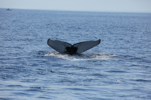 2016-Boston-481FullHD