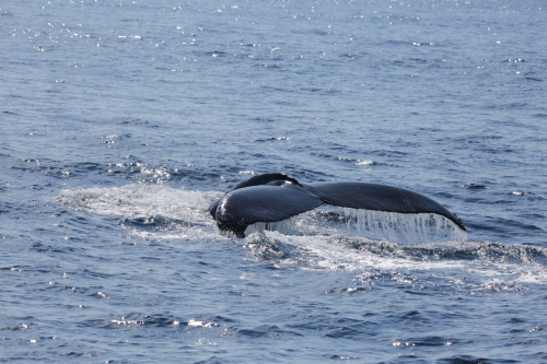 2016-Boston-493FullHD