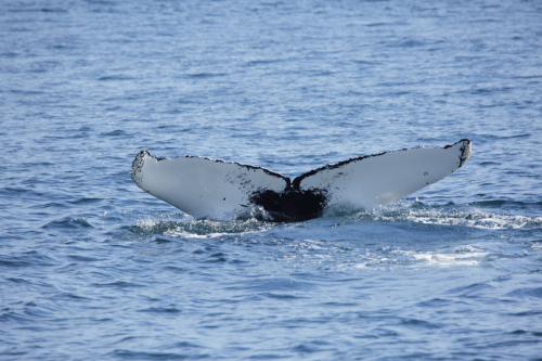 2016-Boston-502FullHD