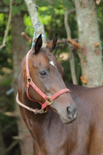 2016-Boston-521FullHD