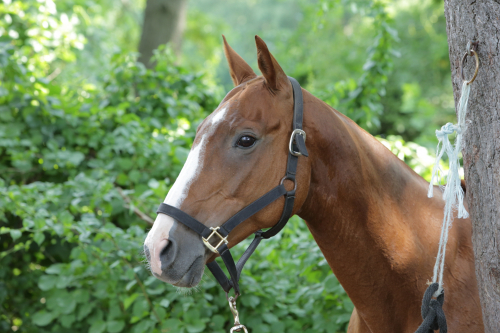 2016-Boston-577FullHD