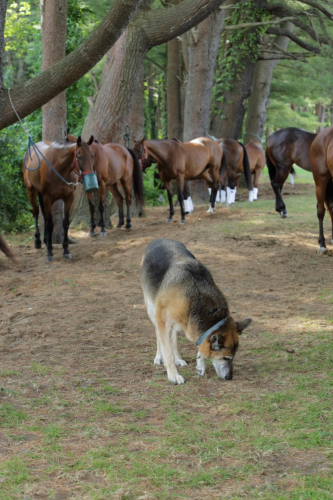 2016-Boston-585FullHD