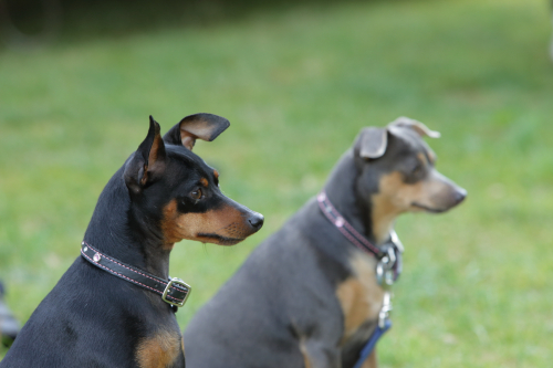 2016-Boston-617FullHD