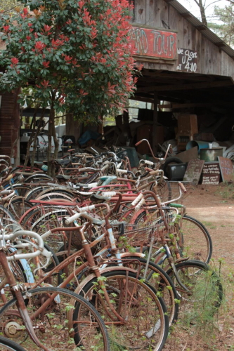 2019SouthernUSA-069FullHD