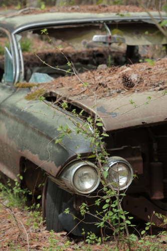 2019SouthernUSA-113FullHD