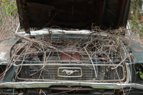 2019SouthernUSA-278FullHD