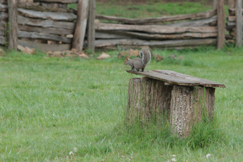 2019SouthernUSA-613FullHD