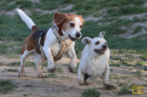 2020-04-Hundewiese-12FullHD