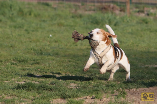 2020-04-Hundewiese-24FullHD