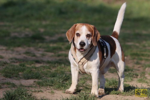 2020-04-Hundewiese-49FullHD