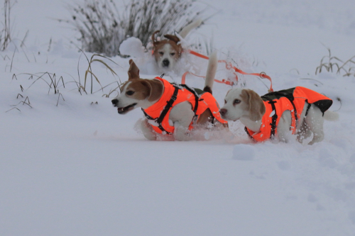 2021-BB-Snow-Beagle-07FullHD