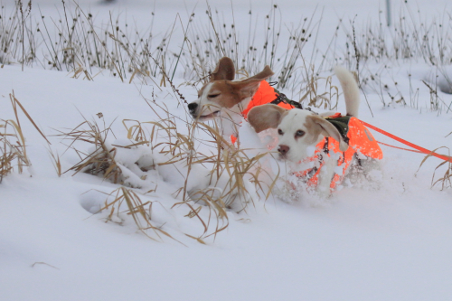 2021-BB-Snow-Beagle-15FullHD