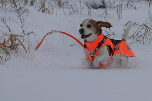 2021-BB-Snow-Beagle-21FullHD