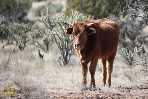 2023-BigCircleII-0334fhd