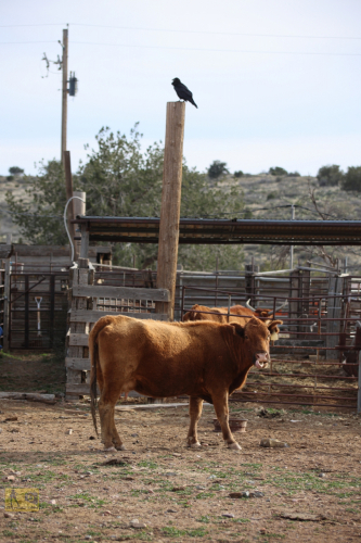 2023-BigCircleII-1093fhd