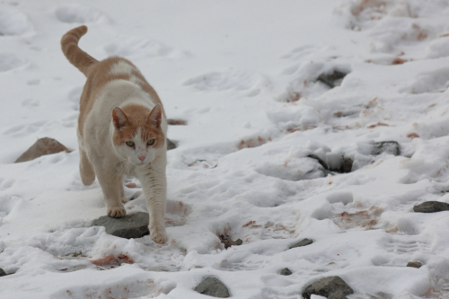 2023-BigCircleII-1261fhd