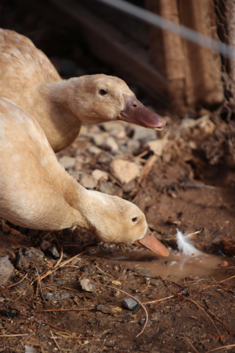 2023-BigCircleII-1308fhd