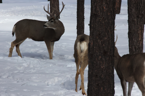 2023-BigCircleII-1375fhd