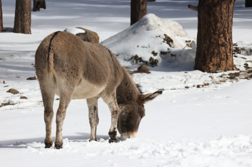 2023-BigCircleII-1376fhd