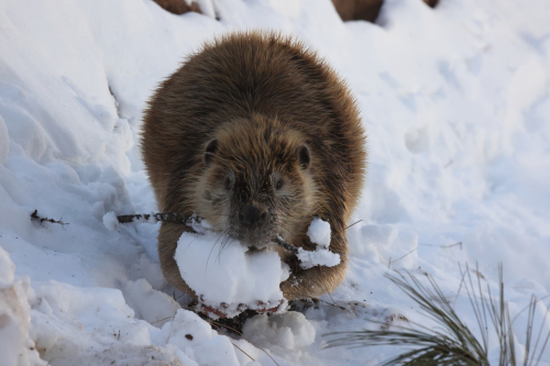 2023-BigCircleII-1396fhd