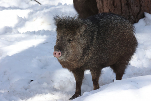 2023-BigCircleII-1398fhd