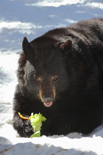 2023-BigCircleII-1418fhd