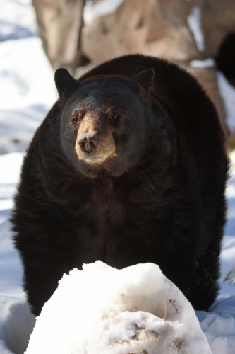 2023-BigCircleII-1421fhd