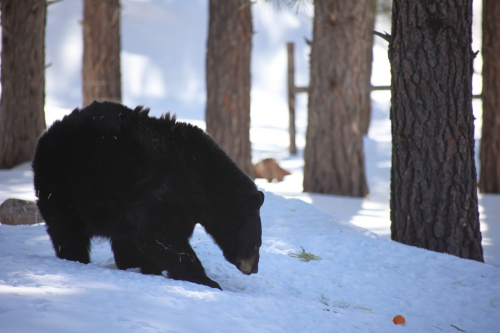 2023-BigCircleII-1424fhd