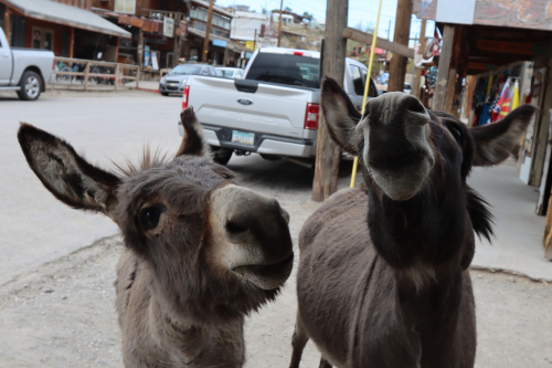 2024-RustyRoadTrip-1198fhd