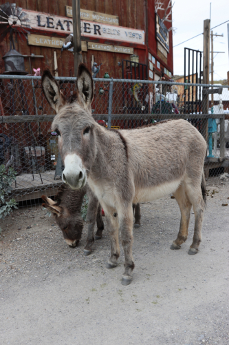 2024-RustyRoadTrip-1286fhd