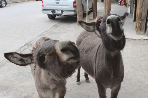 2024-RustyRoadTrip-1291fhd