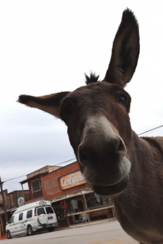 2024-RustyRoadTrip-1292fhd