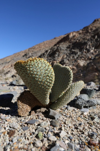 GrandCircle2015-2268FullHD