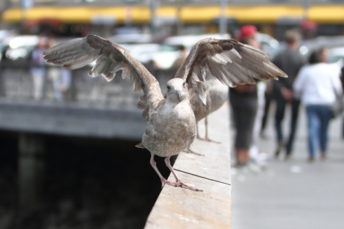 SanFrancisco2014-0191