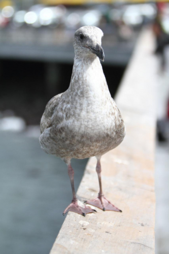 SanFrancisco2014-0193