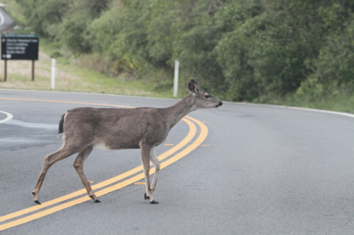 SanFrancisco2014-0375