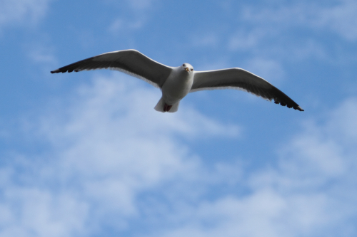 SanFrancisco2014-0572