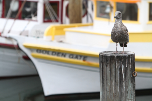 SanFrancisco2014-0590