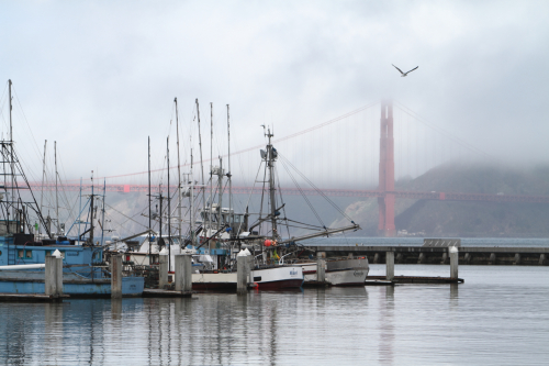 SanFrancisco2014-0608